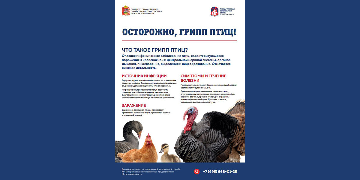 грипп птиц памятка для охотников. памятки по высокопатогенному гриппу птиц. симптомы птичьего гриппа у человека 2021. птичий грипп 2023 симптомы. птичий грипп 2023 симптомы.