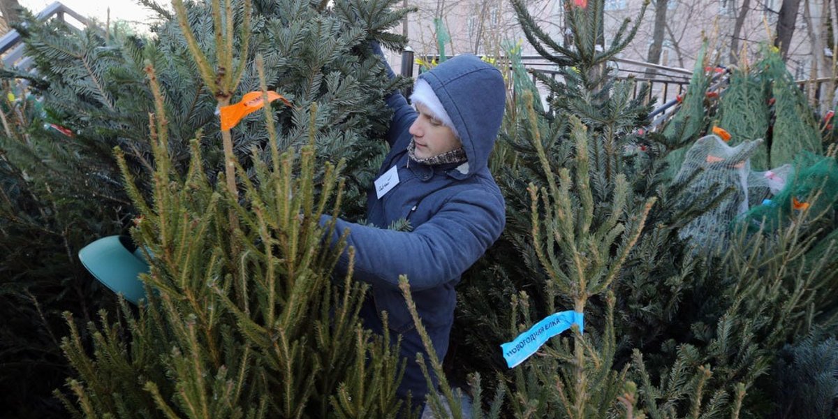 Когда откроются елочные базары. Елочный базар в Москве. Елка елочный базар. Елочные базары в Перми. Елочные базары в Москве 2022.